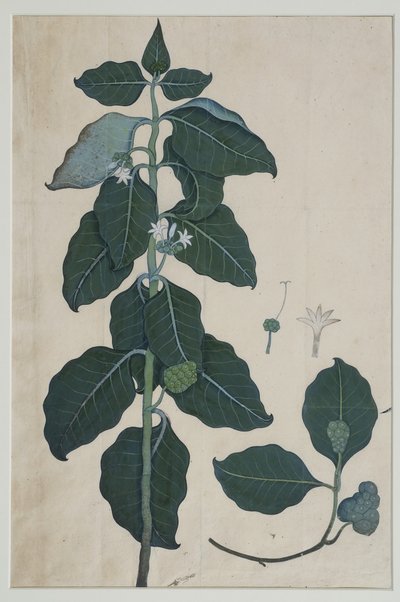 Cerbera manghas L, 1787 by Zayn al Din attr. to Zayn al Din attr. to